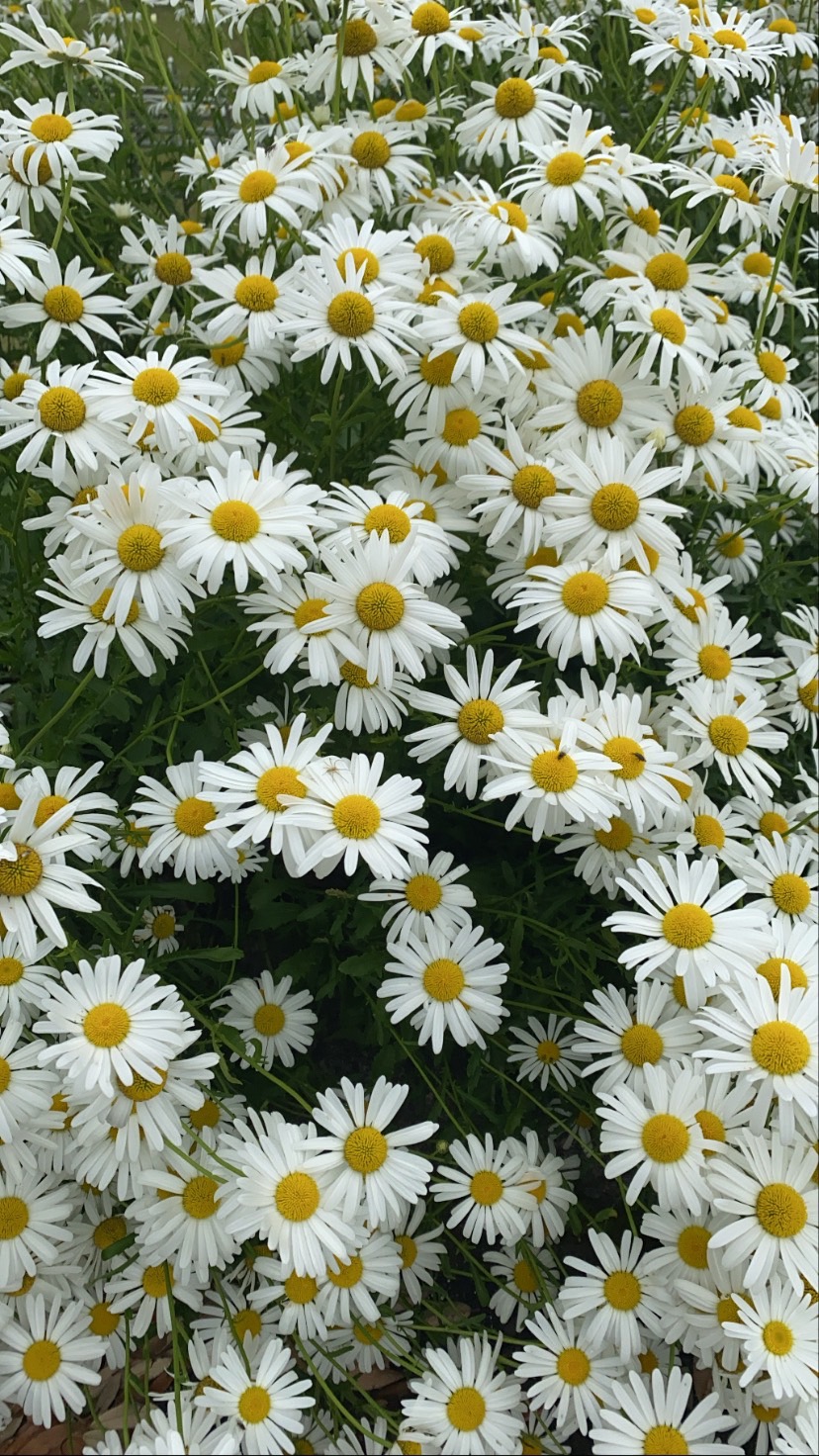 スタッフ